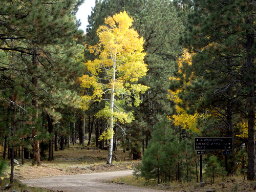 GDMBR: The Aspen seemed to stand-out.